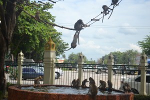 monkeysthailand