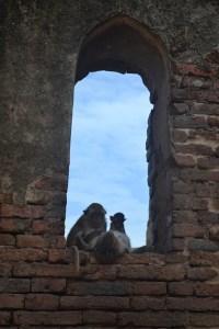 thailandmonkeys